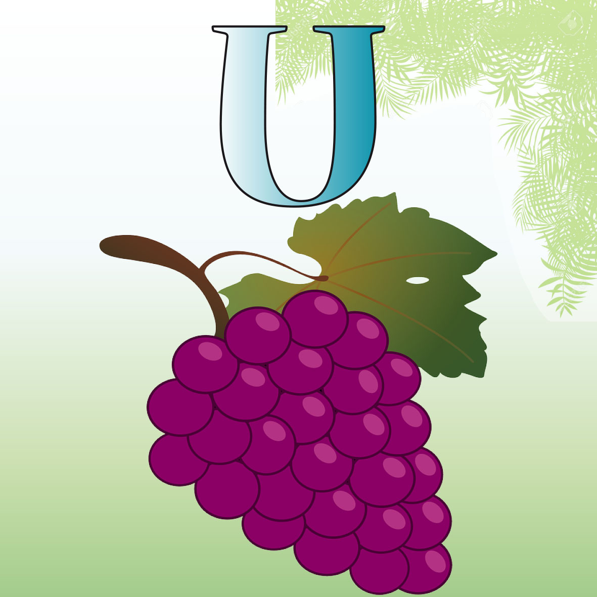 imagen de una Uva, es una fruta de color morado y de forma redonda  